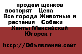 продам щенков восторят › Цена ­ 7 000 - Все города Животные и растения » Собаки   . Ханты-Мансийский,Югорск г.